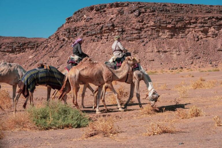 رحالة-بريطانيون-يعبرون-محمية-الملك-سلمان-على-ظهور-الإبل-لمسافة-500-كيلومتر